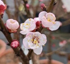 Zwerg-Aprikose `Garden Aprigold® ´ Prunus Armeniaca `Garden Aprigold´ -Obstbaumes Geschaft Garden Aprigold Bl te