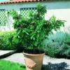 Zwerg-Süßkirsche `Garden Bing®´ Prunus Avium `Garden Bing´ -Obstbaumes Geschaft Garden Bing BIld