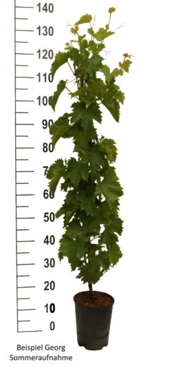 Obstbaumes Geschaft -Obstbaumes Geschaft Gerorg weiss