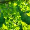 Ginkgo / Fächerblattbaum Ginkgo Biloba -Obstbaumes Geschaft Ginkgo 3