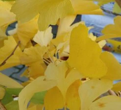 Ginkgo / Fächerblattbaum Ginkgo Biloba -Obstbaumes Geschaft Ginkgo biloba Herbstf rbung