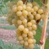 Glenora, Pilzfeste Weinrebe Vitis `Glenora´ 2 Glenora, Pilzfeste Weinrebe Vitis `Glenora´ -Obstbaumes Geschaft Glenora Wein Traube hell5b484721d36f5 600x600
