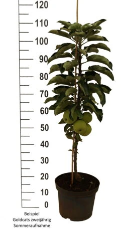 Säulenapfel `Goldcats´ Malus Domestica `Goldcats´ 8 Säulenapfel `Goldcats´ Malus Domestica `Goldcats´ -Obstbaumes Geschaft Goldcats zweij hrig weiss