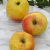 Grahams Jubiläumsapfel Malus Domestica `Graham´s Jubiläumsapfel´ -Obstbaumes Geschaft GrahamsDfq5bGLvl8FVV