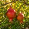 Granatapfel `Crimson Sky´ Punica Granatum `Crimson Sky´ -Obstbaumes Geschaft Granatapfel 2
