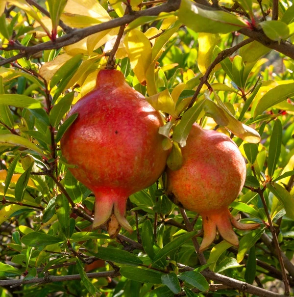 Granatapfel `Crimson Sky´ Punica Granatum `Crimson Sky´ 3 Granatapfel `Crimson Sky´ Punica Granatum `Crimson Sky´