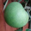 Granny Smith Malus Domestica `Granny Smith´ -Obstbaumes Geschaft Granny Smith