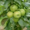 Säulenapfel `GreenCats´ Malus Domestica `Greencats´ 1 Säulenapfel `GreenCats´ Malus Domestica `Greencats´ -Obstbaumes Geschaft Greencats
