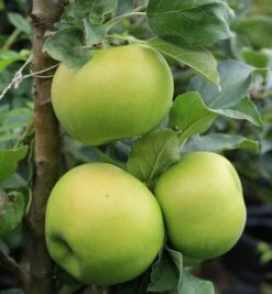 Säulenapfel `GreenCats´ Malus Domestica `Greencats´ -Obstbaumes Geschaft Greencats1