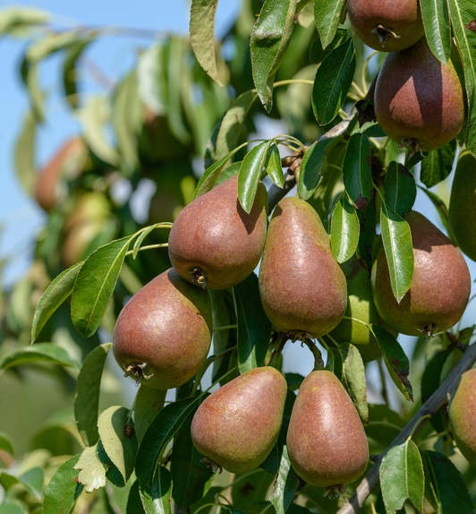 Obstbaumes Geschaft -Obstbaumes Geschaft Gute Luise2 1