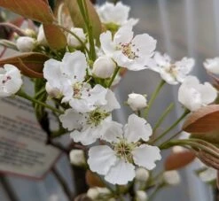 Nashi Hakko Pyrus Pyrifolia `Hakko´ -Obstbaumes Geschaft Hakko Bl te