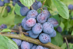 Hanita ® Prunus Domestica `Hanita -Obstbaumes Geschaft Hanita3