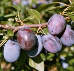 Hanita ® Prunus Domestica `Hanita -Obstbaumes Geschaft HanitaCuZI3ucZhqxcC