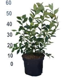 Heidelbeere - Reka Vaccinum Corymbosum `Reka´ 8 Heidelbeere - Reka Vaccinum Corymbosum `Reka´ -Obstbaumes Geschaft Heidelbeere reka 2