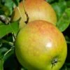 Holsteiner Cox Malus Domestica -Obstbaumes Geschaft Holsteiner Cox