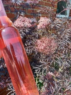 Holunder Black Lace ® Sambucus Nigra `Black Lace´ -Obstbaumes Geschaft Holunderbl ten Likor rosa