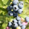Heidelbeere `Hortblue Petite´ Kompakt Wachsend Vaccinum Corymbosum `Hortblue Petite´ 1 Heidelbeere `Hortblue Petite´ Kompakt Wachsend Vaccinum Corymbosum `Hortblue Petite´ -Obstbaumes Geschaft Hortblue petite3