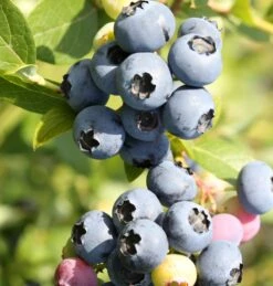 Heidelbeere `Hortblue Petite´ Kompakt Wachsend Vaccinum Corymbosum `Hortblue Petite´