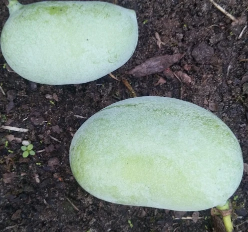 Veredelte Indianerbanane (Paw Paw) `Shenandoah®´ Asimina Triloba `Shenandoah´ 3 Veredelte Indianerbanane (Paw Paw) `Shenandoah®´ Asimina Triloba `Shenandoah´ – Bild 2