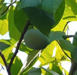 Bestseller -Obstbaumes Geschaft Indianerbanane 2