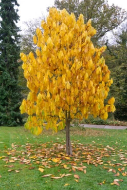 Veredelte Indianerbanane `Prolific´ Asimina Triloba `Profilic´ -Obstbaumes Geschaft Indianerbanane BaumW2DFt4kwjl8ci