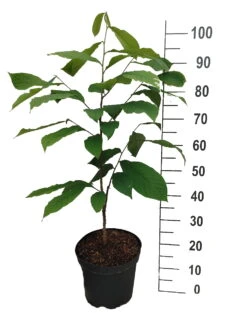 Obstbaumes Geschaft -Obstbaumes Geschaft Indianerbanane mango1