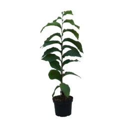 Indianerbanane (Paw Paw) Asimina Triloba -Obstbaumes Geschaft Indianerbanane weiss