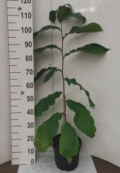 Veredelte Indianerbanane `NC1´ Asimina Triloba `NC1´ 8 Veredelte Indianerbanane `NC1´ Asimina Triloba `NC1´ -Obstbaumes Geschaft Indianerbanane weissUURtI4poHnJw6