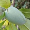 Veredelte Indianerbanane `Allegheny´® Peterson Pawpaws® Asimina Triloba `Allegheny´ -Obstbaumes Geschaft Indianerbanane1