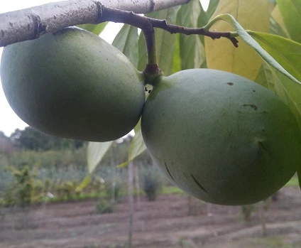 Veredelte Indianerbanane (Paw Paw) `Shenandoah®´ Asimina Triloba `Shenandoah´ 2 Veredelte Indianerbanane (Paw Paw) `Shenandoah®´ Asimina Triloba `Shenandoah´