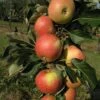 Säulenapfel `James Grieve Super Compact ®´ Malus Domestica `James Grieve Super Compact´ -Obstbaumes Geschaft James Grieve Super Compact