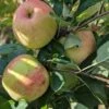 James Grieve Malus Domestica -Obstbaumes Geschaft James Grieve1