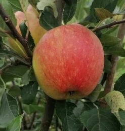 James Grieve Malus Domestica -Obstbaumes Geschaft James GrievenWL4e8v3N45Ys