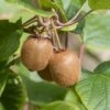 Kiwi Jenny (selbstfruchtbar) Actinidia Chinensis `Jenny´ 1 Kiwi Jenny (selbstfruchtbar) Actinidia Chinensis `Jenny´ -Obstbaumes Geschaft Jenny