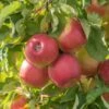 Jonagold Malus Domestica -Obstbaumes Geschaft Jonagold 2