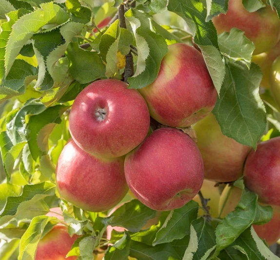 Jonagold Malus Domestica 3 Jonagold Malus Domestica