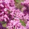 Judasbaum Cercis Siliquastrum -Obstbaumes Geschaft Judasbaum mit biene