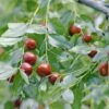 Jujube / Chinesische Dattel / Brustbeere `Li´ Ziziphus Jujuba -Obstbaumes Geschaft Jujube erweiterte Lizenz