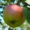 Kaiser Wilhelm Malus Domestica -Obstbaumes Geschaft KaiserWilhelm