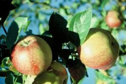 Kaiser Wilhelm Malus Domestica -Obstbaumes Geschaft KaiserWilhelm7