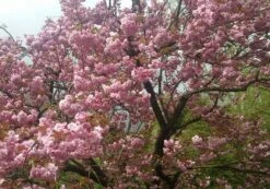 Zierkirsche `Kanzan´ Prunus Serrulata `Kanzan´ -Obstbaumes Geschaft Kanzan Kirsche