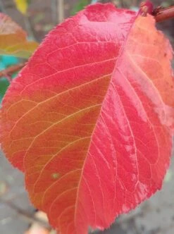 Zierkirsche `Kanzan´ Prunus Serrulata `Kanzan´ -Obstbaumes Geschaft Kanzan herbstf rbung