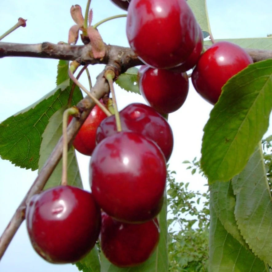 Karneol Ⓢ Prunus Cerasus `Karneol´ 3 Karneol Ⓢ Prunus Cerasus `Karneol´