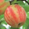 Karneval Ⓢ Malus Domestica `Karneval´ -Obstbaumes Geschaft Karneval Apfel