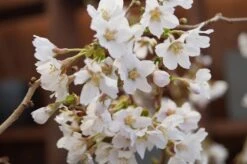 Zwerg-Zierkirsche `Kojou-no-mai´ Prunus Incisa `Kojou-no-mai´