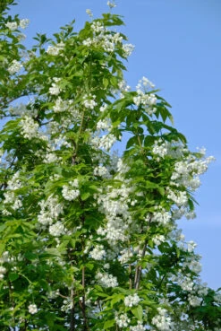 Kolchische Pimpernuss Staphylea Colchica -Obstbaumes Geschaft Kolchische Pimpernuss 2
