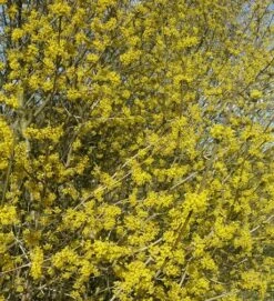 Großfrüchtige Kornelkirsche `Schönbrunner Gourmet Dirndl´ Cornus Mas `Schönbrunner Gourmetdirndl´ 9 Großfrüchtige Kornelkirsche `Schönbrunner Gourmet Dirndl´ Cornus Mas `Schönbrunner Gourmetdirndl´ -Obstbaumes Geschaft Kornelkirschen