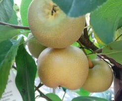 Nashi Kosui Pyrus Pyrifolia `Kosui´ -Obstbaumes Geschaft Kosui5b63fe90ca096