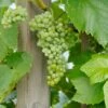 Lakemont (kernlos) Vitis `Lakemont 2 Lakemont (kernlos) Vitis `Lakemont -Obstbaumes Geschaft Lakemont 2