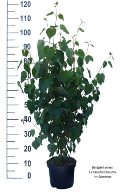 Lebkuchenbaum / Katsurabaum Cercidiphyllum Japonicum 13 Lebkuchenbaum / Katsurabaum Cercidiphyllum Japonicum -Obstbaumes Geschaft Lebkuchenbaum weiss